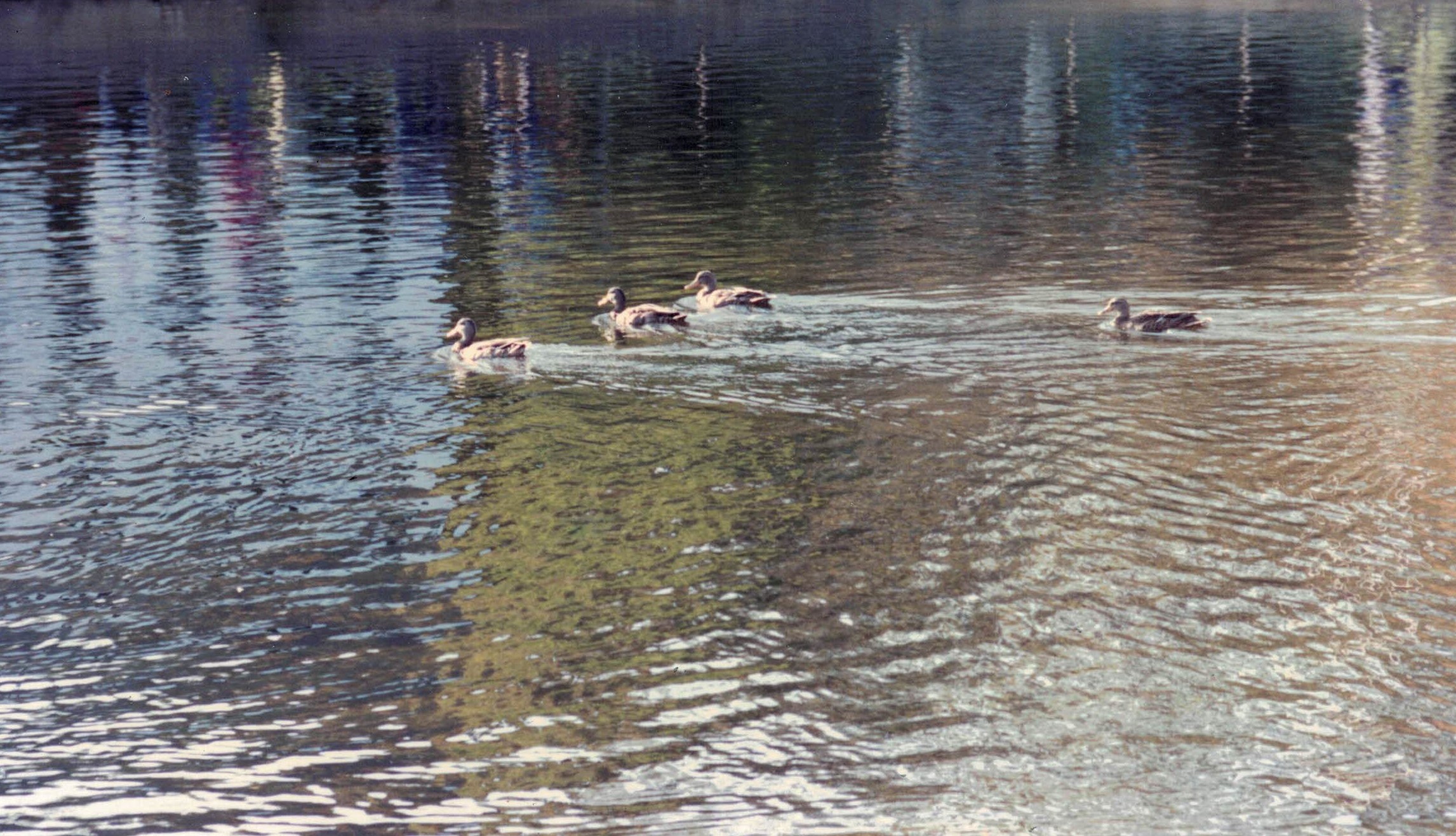 ducks swimming